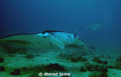 Manta rays from Maalhos Bodu Thila - North Ari Atoll at M... by Ahmed Samir 